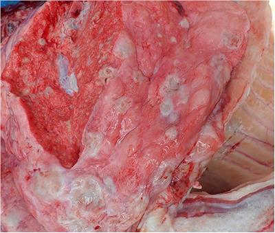 Isolation, Characterization, and Drug Sensitivity of Mycobacterium tuberculosis in Captive Sloth Bears (Melursus ursinus): Unnatural Habitat With Human Environment May Predispose Sloth Bears to Tuberculosis